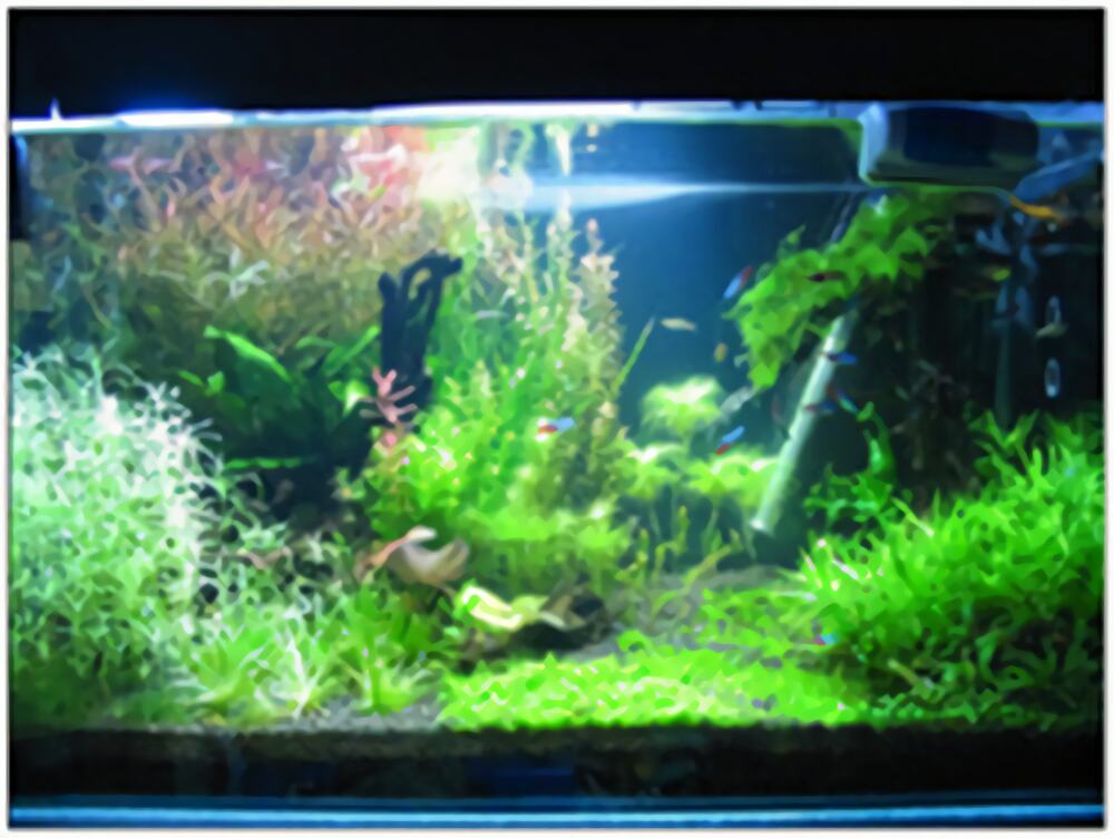 罗氏琴尾鱼身份信息