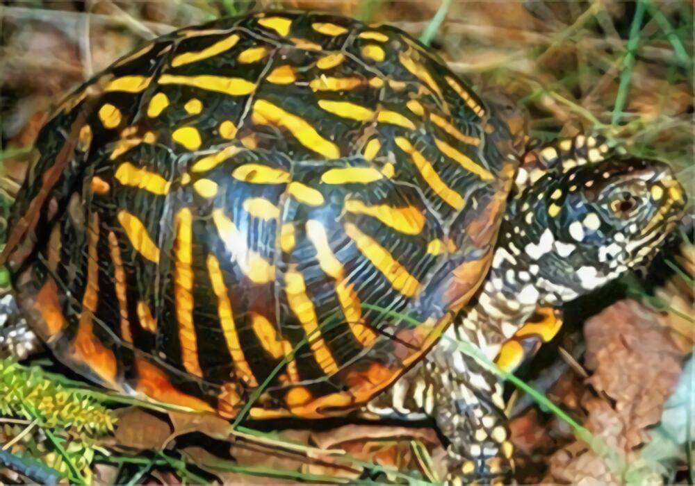 西部箱龟身份信息