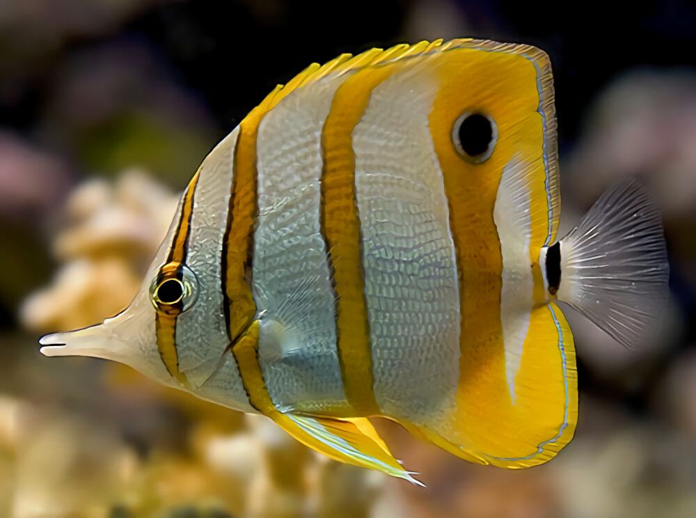 铁嘴鱼身份信息