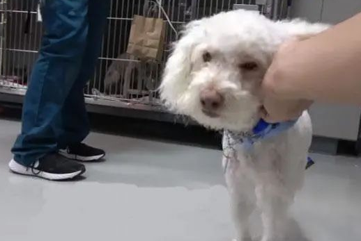 贵宾犬险些被撞,路人靠近就暴咬,救援后才知道它“看不见”