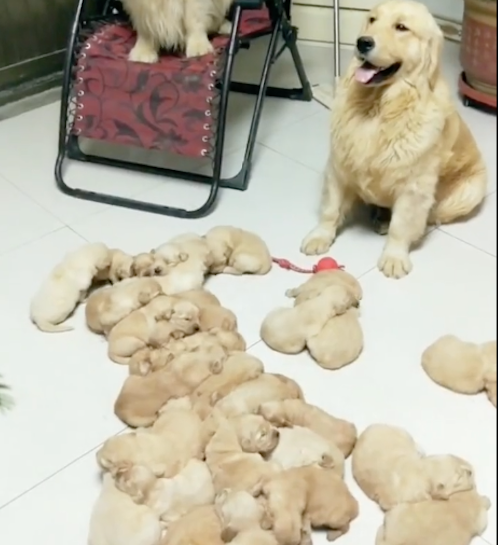 金毛生下了好多只狗宝宝,别人家都是一地鸡毛,自家是一地金毛啊