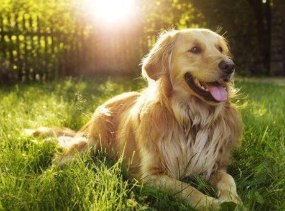 金毛犬托运途中死亡宠物托运公司被指擅自将空运改陆运 市场监管部门已介入