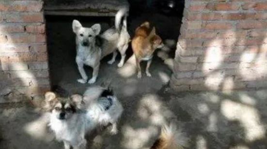 救过主人命的金毛,被送进了狗肉店