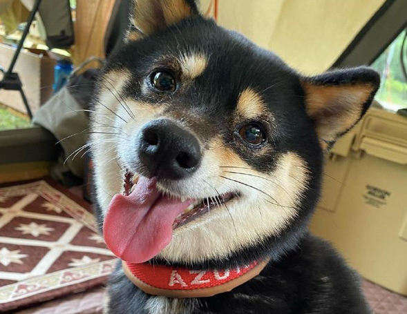网友带柴犬去露营它太高兴,离去时却十分难过:就不可以多玩游戏几日?