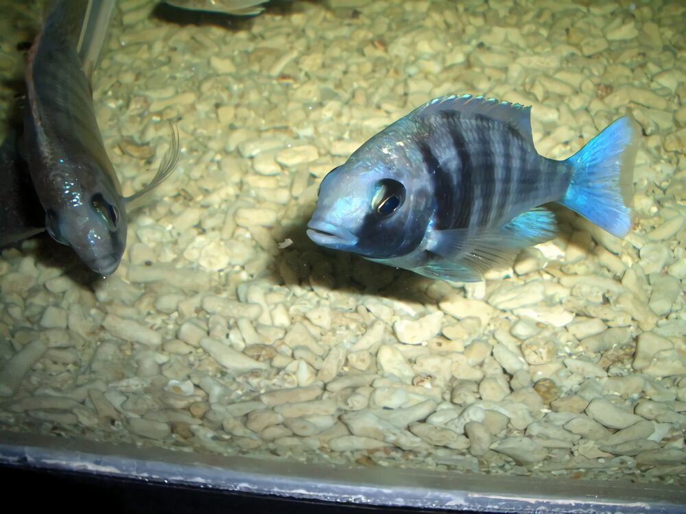 蓝宝石鱼身份信息