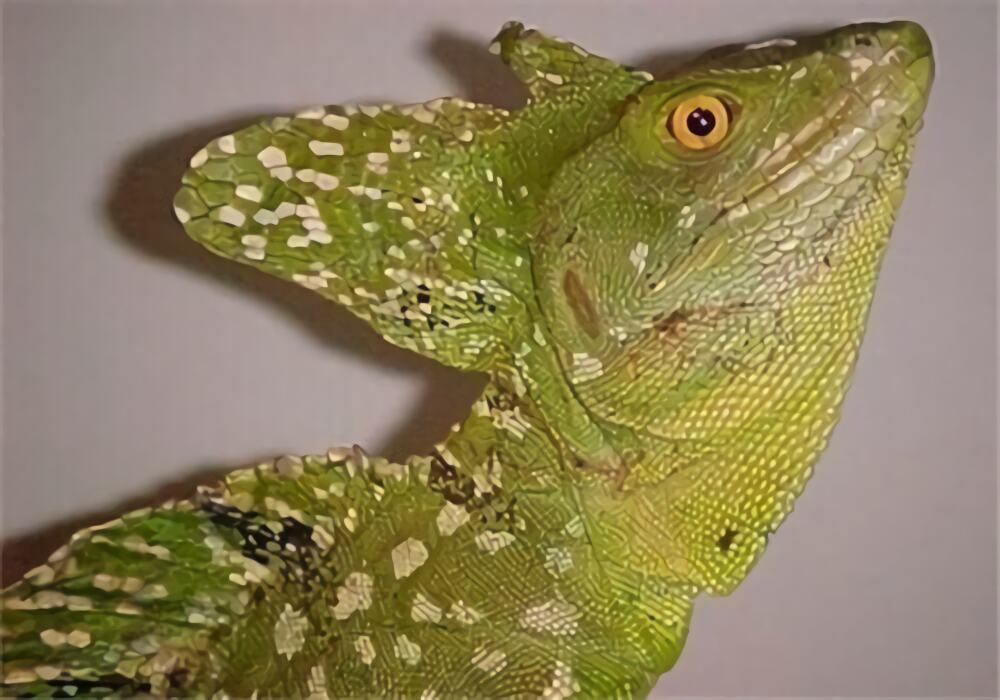 双冠蜥身份信息