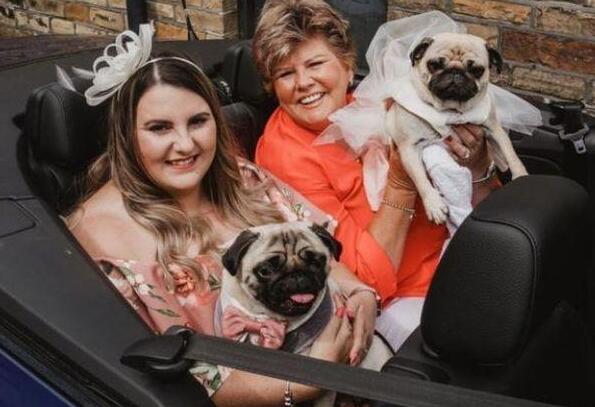 英国主人为两只巴哥犬举办盛大婚礼,称颂一对佳偶之间的真爱