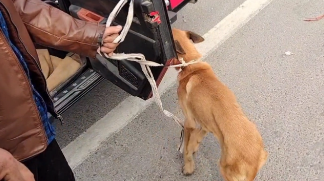 瘦马犬可怜巴巴地看着大叔,可最后还是350块被卖给了狗贩子