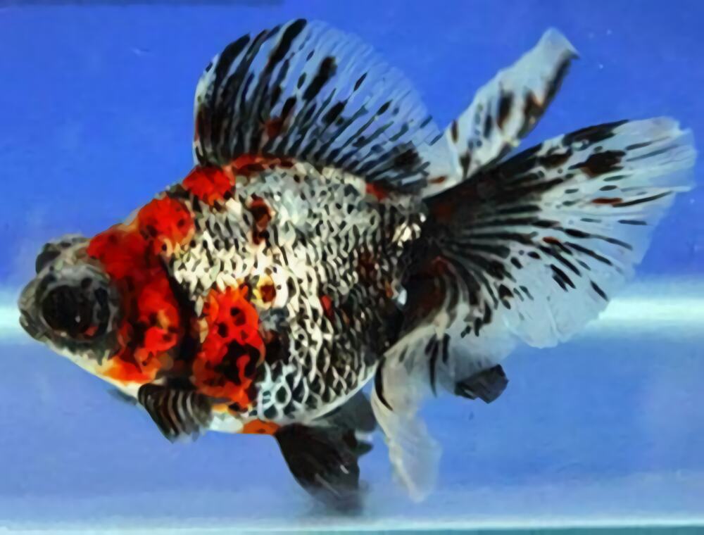 荧鳞蝶尾身份信息