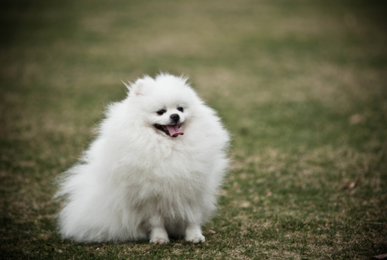 残疾狗安乐死 | 天生残疾即将安乐死，小狗遇到了一生的好心人拯救了它