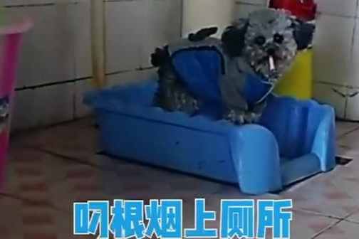 教狗狗递烟,只需这四步,既可听懂主人命令