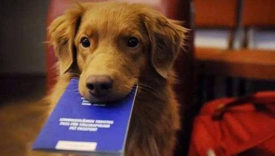 阿拉斯加上飞机!南航:证件齐全,这是至精神抚慰犬!