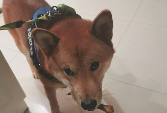 给柴犬的鸡爪子它没吃了,反而是叼着分享给外边的狗子,太听话了吧!