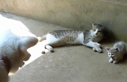 猫妈揍自己的猫儿子 却被一只多管闲事的狗阻止