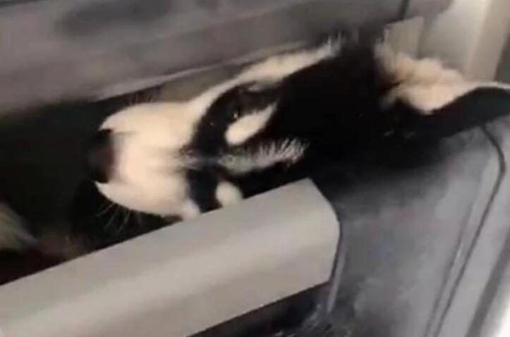 狗狗偷吃肉,主人把它关冰箱惩罚,忘了时间,一开冰箱傻眼了