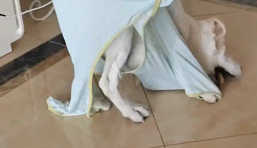 女子给狗子买衣服买大了,狗子走路一直摔跤。狗:衣服咬人啦!!