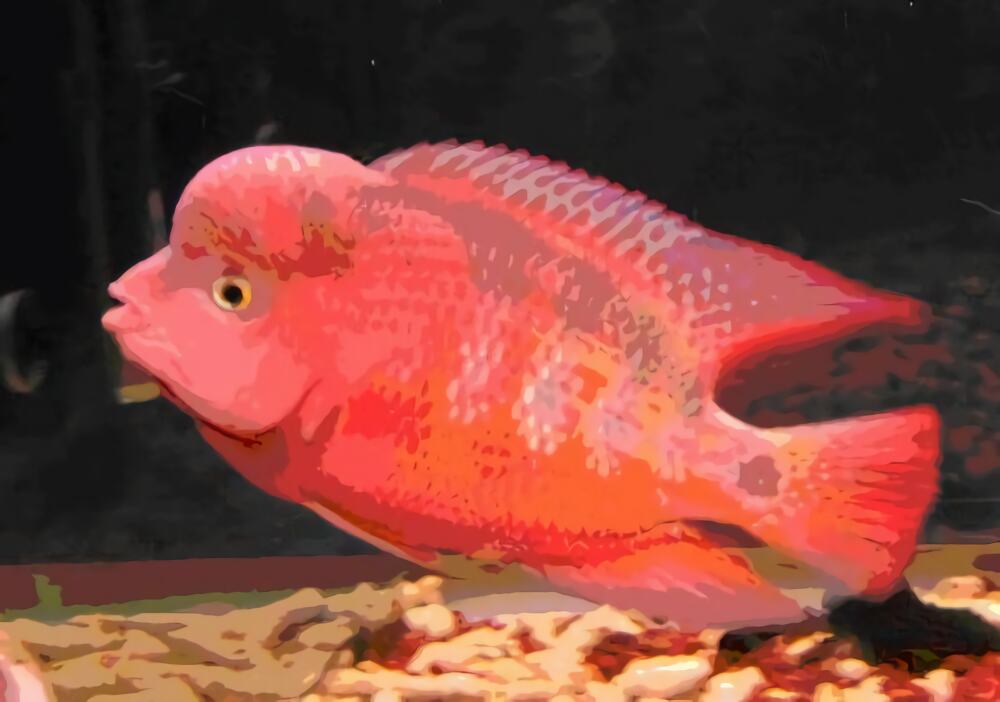 金马骝身份信息