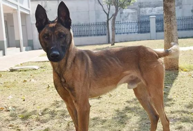 “神犬摇篮 卫士风采”之比利时马里努阿犬篇