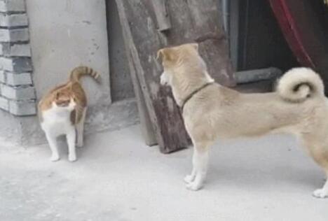 大橘猫碰瓷党小土狗,橘猫:你撞倒我了