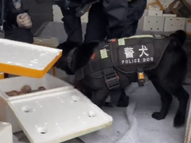 警犬执勤时偷吃百香果,训导员却大加赞赏:好样的!