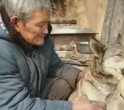 养了十三年的老土狗突然去世,老人含泪将其埋葬