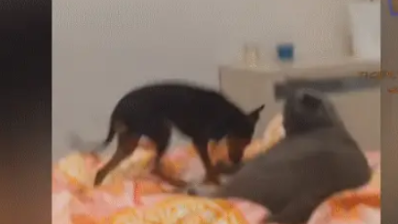 霸道猫咪遇上狗,将狗推下床,就像屎壳郎推粪球