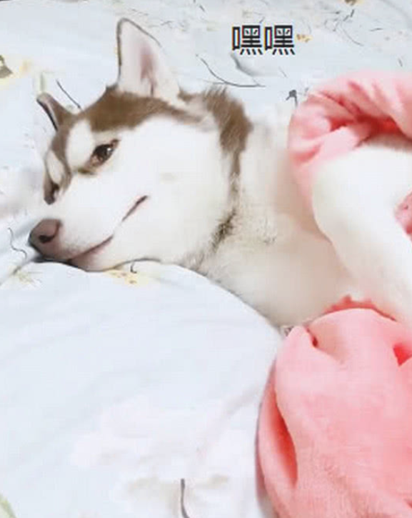 趁金毛不留意,金毛将小狗藏起来,二哈:这是我干儿!