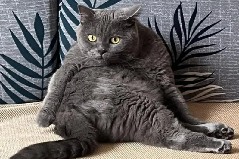 年轻人给宠物买保险:猫猫狗狗看病比人贵
