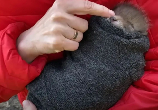 网友捡到5只小猫,兽医却说不是猫而是狗,但等它们长大后……