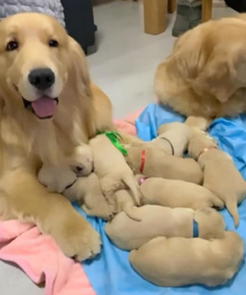 金毛生下一窝狗崽,乐到连入睡都面带微笑,主人看后内心一阵暖
