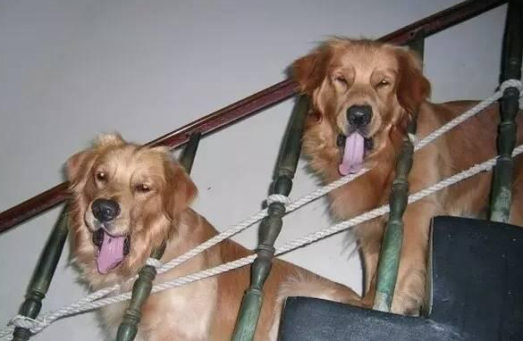小金毛得了什么病会瘫痪 | 不离不弃!14岁金毛犬因肿瘤瘫痪,主人推自制轮椅遛弯!