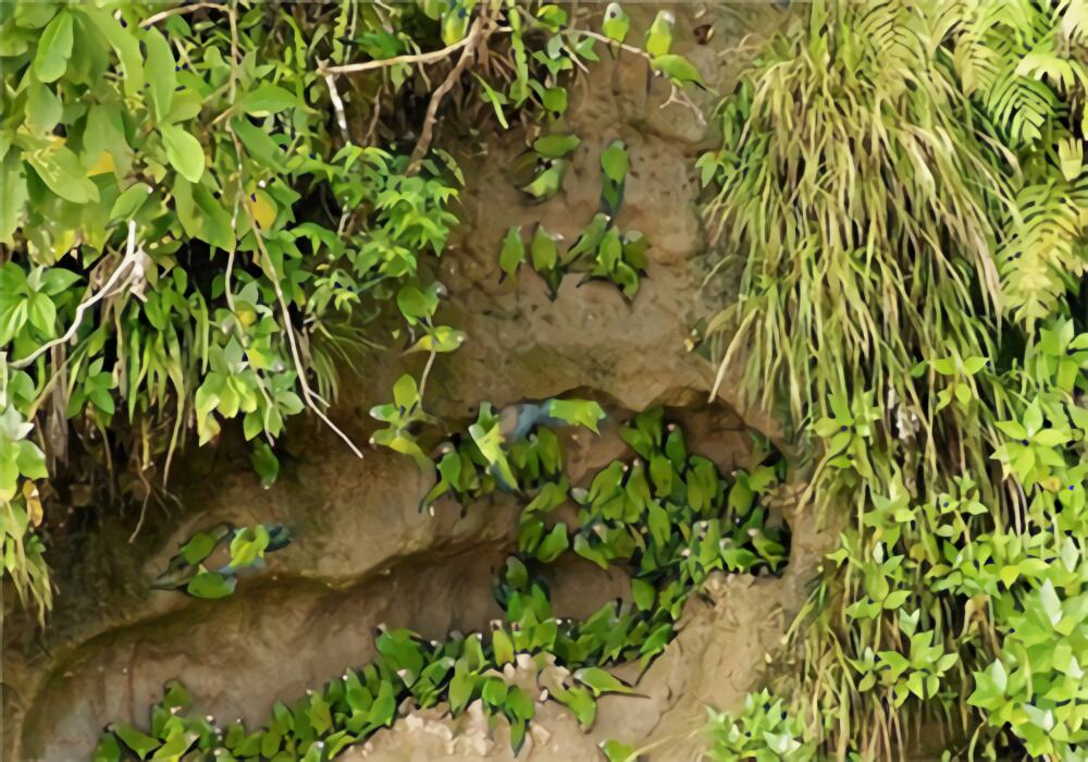 灰头锥尾鹦鹉身份信息