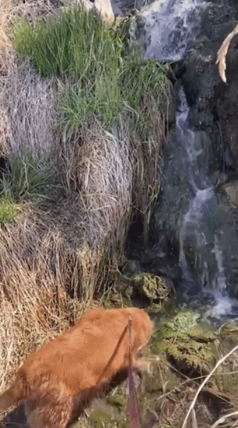 因为养狗,一年减了177斤