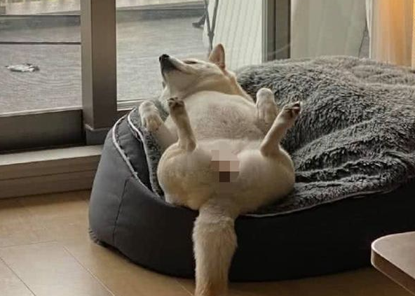网友提早回家了,发觉柴犬四脚朝天躺沙发上睡觉,活得和人还舒服