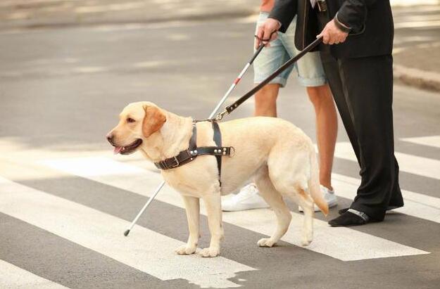 一只导盲犬成本高达22万,还需要保姆伺候:是谁把它们吹成神犬?
