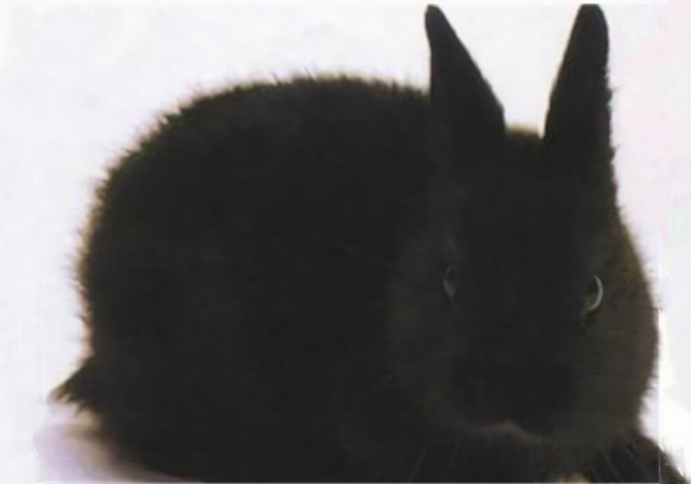 磨光兔身份信息