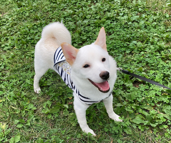 狗狗喜爱抱著主人的脚入睡,是高难度动作,狗:味儿视角正好