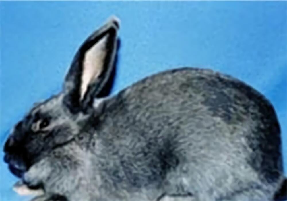 比华伦兔身份信息