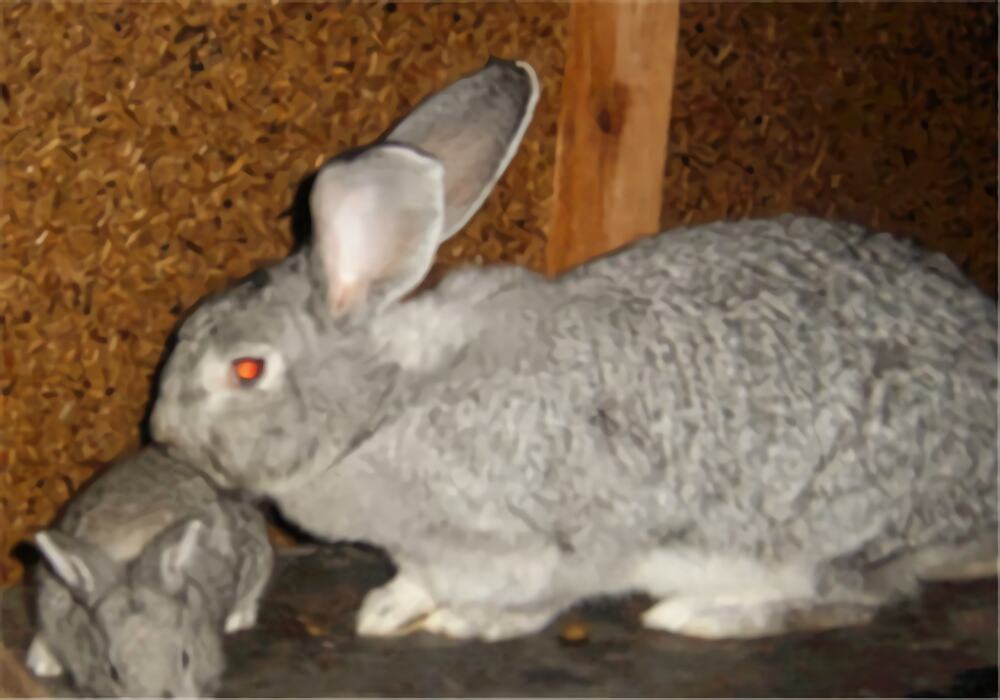 青紫蓝兔身份信息