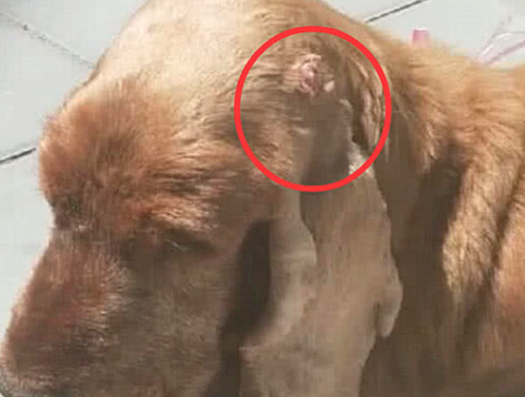 狗狗头顶给出朵小花,主人送去一查验,听见結果猛然瘫在地面上