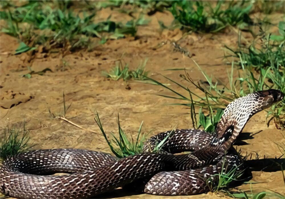 森林眼镜蛇身份信息