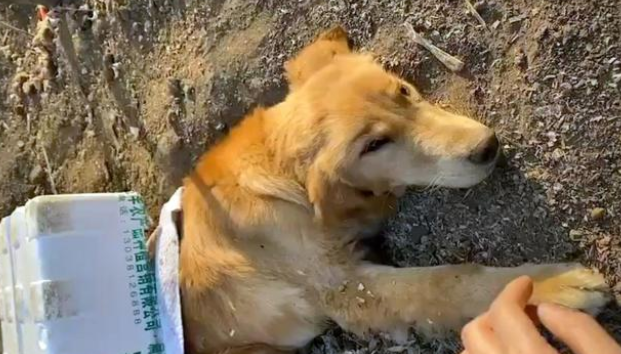 车祸后惨遭遗弃的金毛犬,身体无法动弹