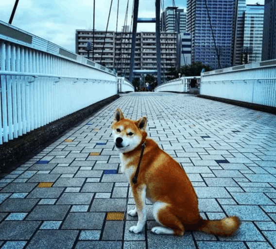 柴犬不想回家, 被宠主拉成了大饼脸, 它一脸得瑟: 咱靠实力