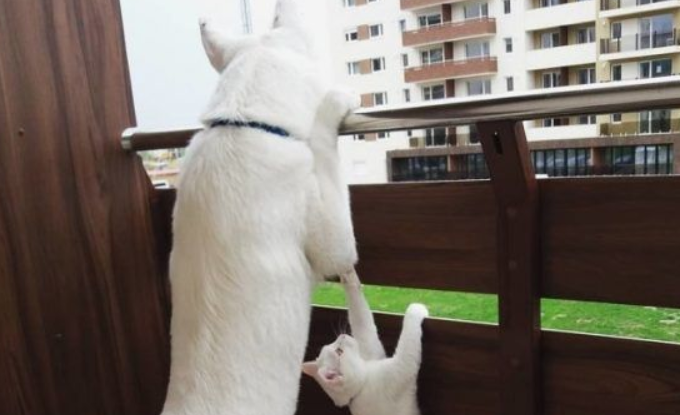狗狗想找伴 遇见命中注定的好朋友