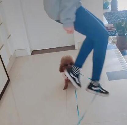主人玩跳皮筋,泰迪被抓去陪玩,狗狗:当狗没技术饭都混不上!