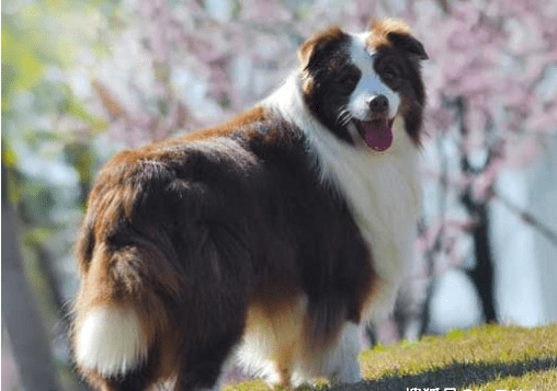 边牧犬全身被砍数十刀,伤口触目惊心,太残忍了!