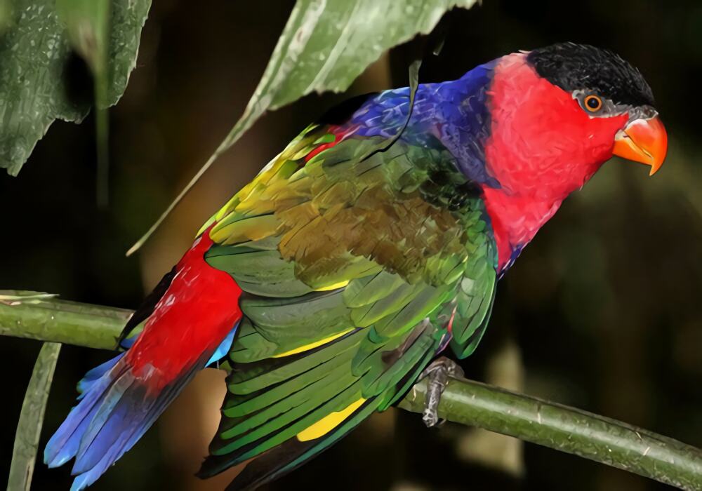 黑顶吸蜜鹦鹉身份信息