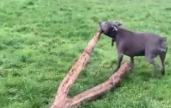 超狂比特犬散步竟捡一棵树回家,达到狗转化成就!