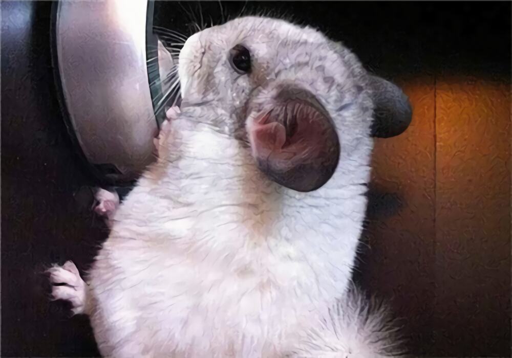 银斑龙猫身份信息