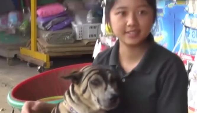 狗狗总被欺负,主人给它画了妆,从此无狗狗敢接近它!